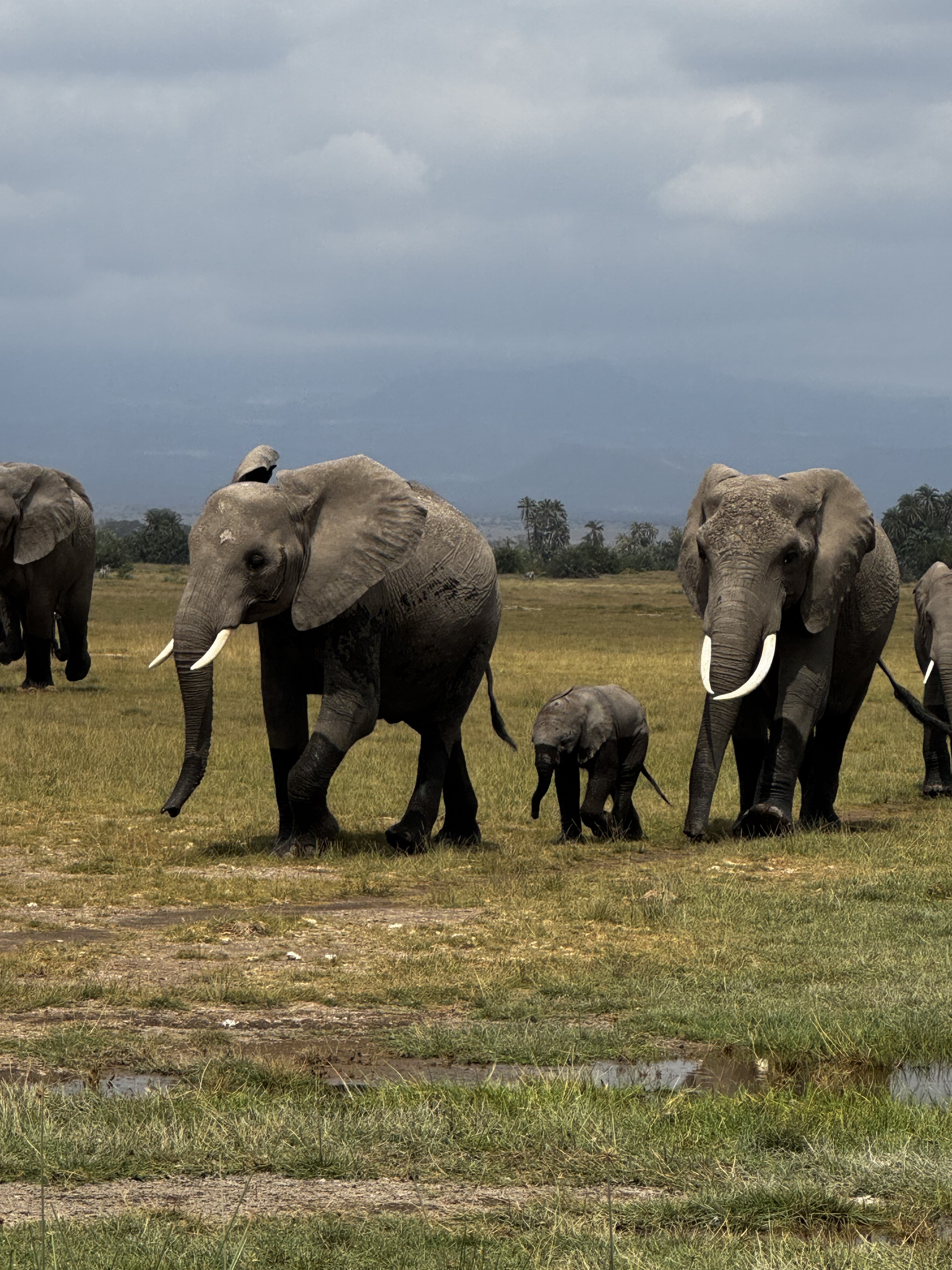 Amboseli