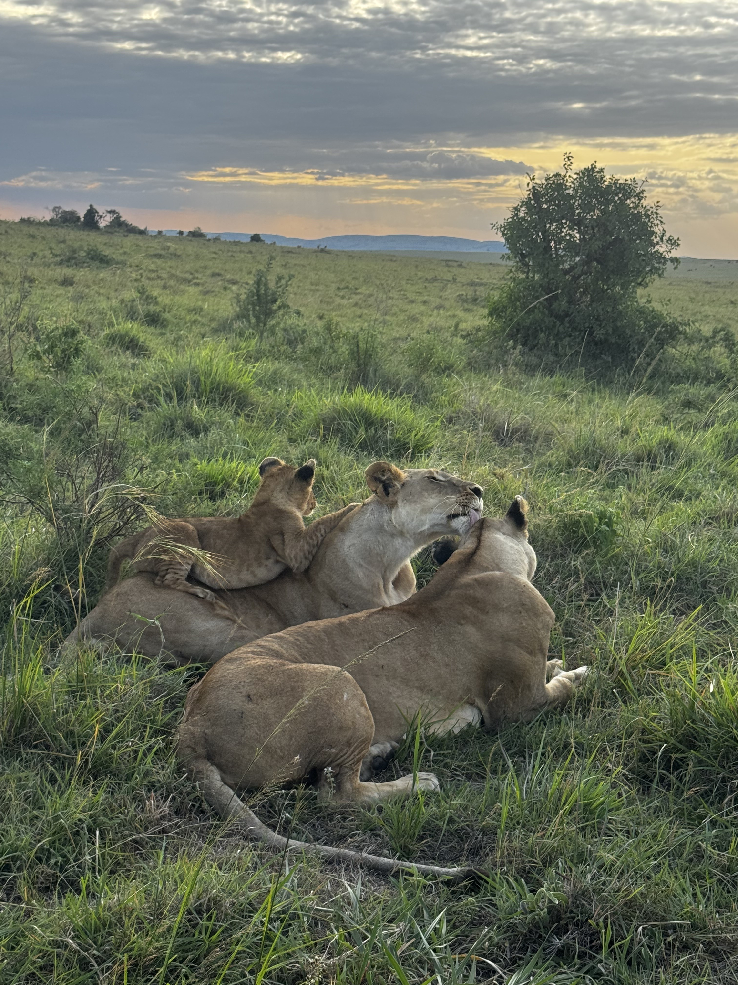 Maasai Mara Luxury