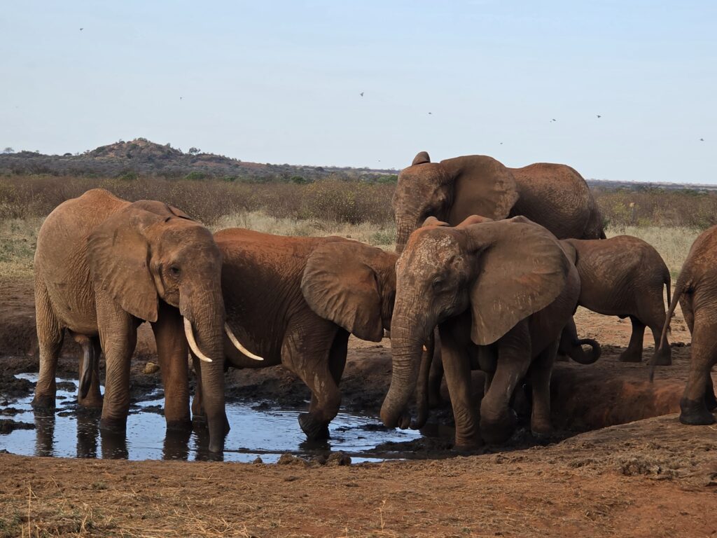 3 day Amboseli safari itinerary — elephants with Mount Kilimanjaro