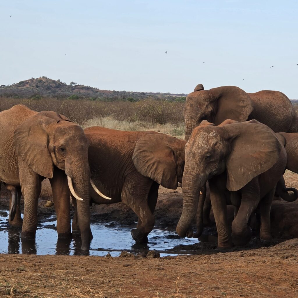 3 day Amboseli safari itinerary — elephants with Mount Kilimanjaro
