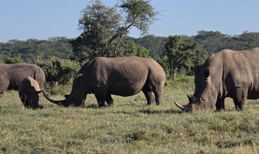 4 Day Safari Kenya: Affordable Maasai Mara & Lake Nakuru Group Tour From $710