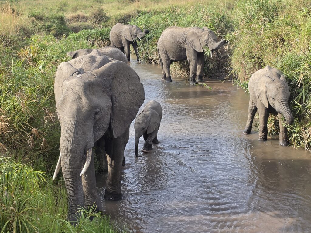 3 day Amboseli safari itinerary — elephants with Mount Kilimanjaro
