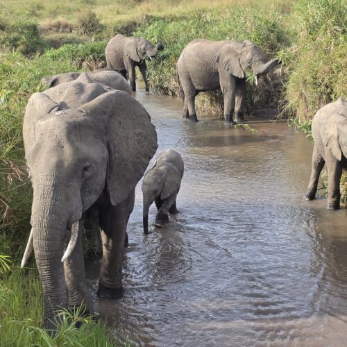 3 day Amboseli safari itinerary — elephants with Mount Kilimanjaro