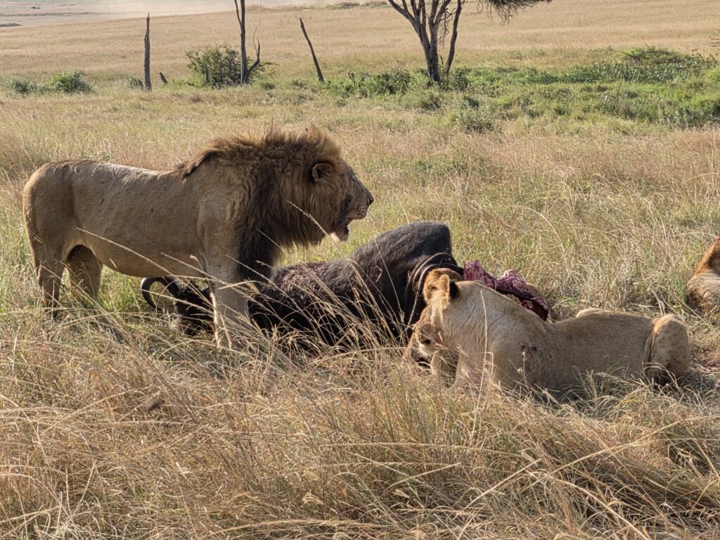 Big five safari