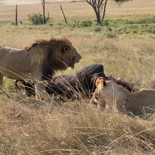 Big five safari