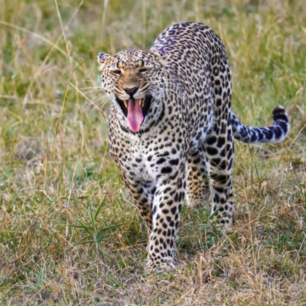 3 day Maasai Mara safari lion on the plains