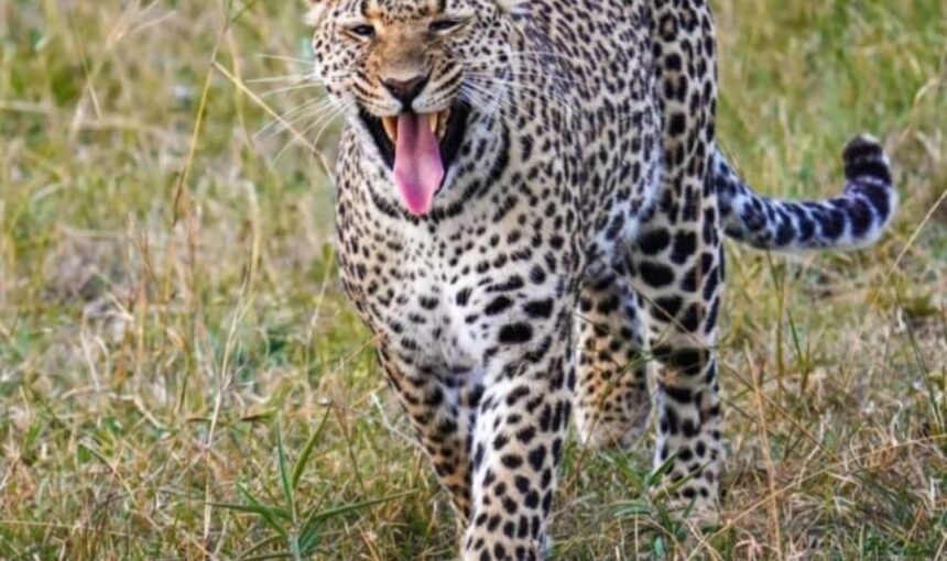 Kenya Safari Cost 2026: What You’ll Actually Pay