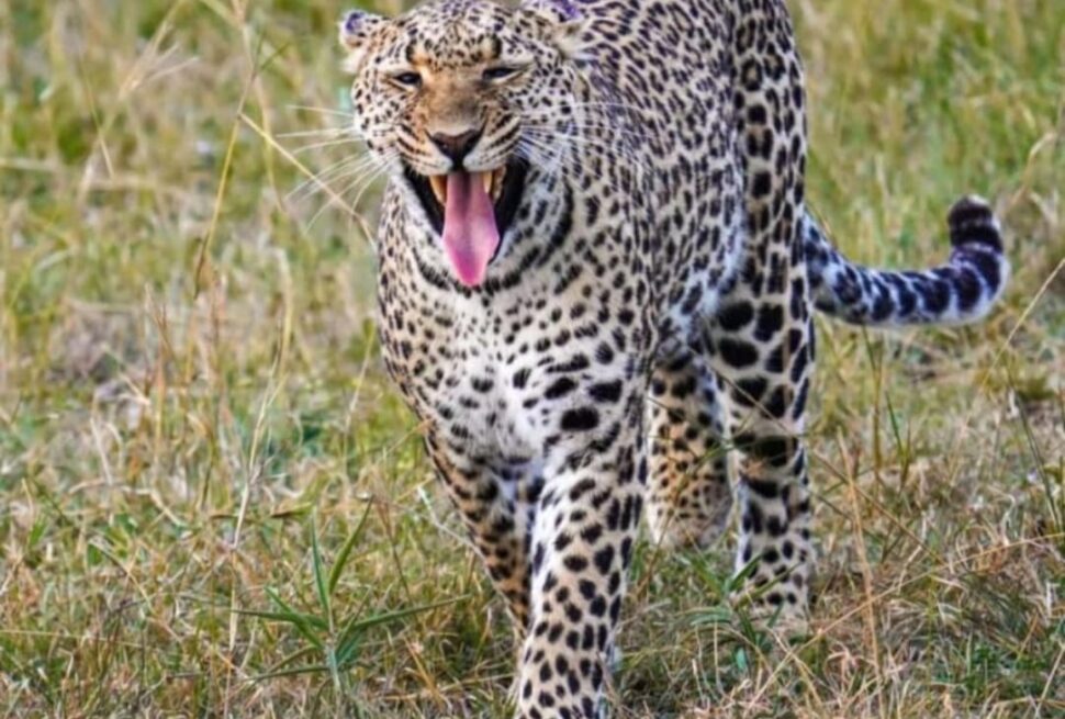 3 day Maasai Mara safari lion on the plains