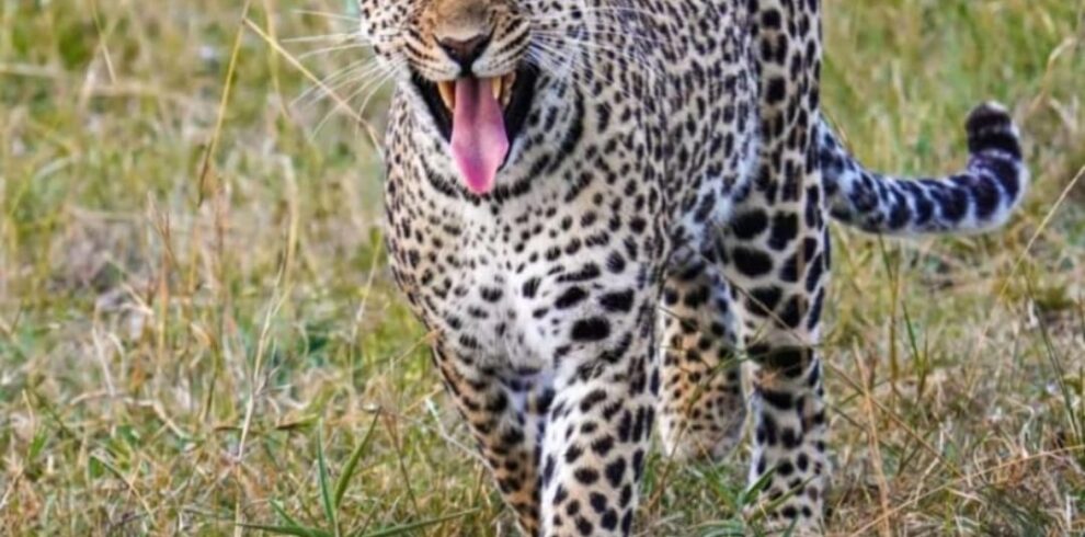 3 day Maasai Mara safari lion on the plains