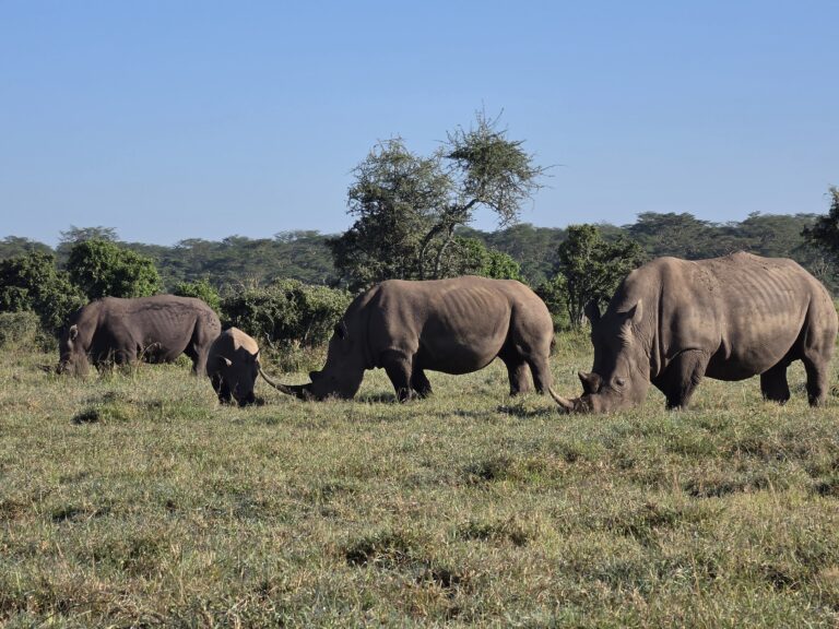 7 day Maasai Mara safari - Ol Pejeta rhino