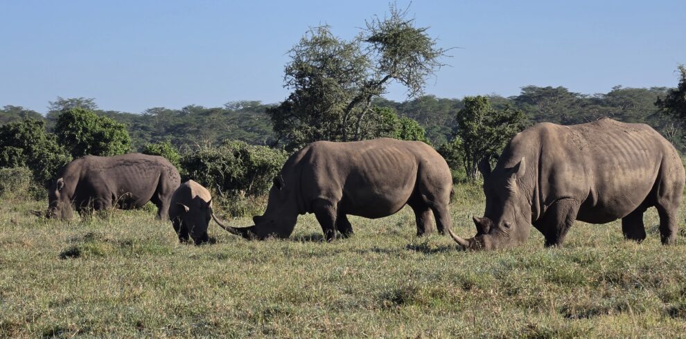 7 day Maasai Mara safari - Ol Pejeta rhino