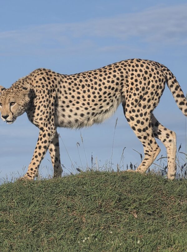 7 day Kenya safari game drive in the Masai Mara