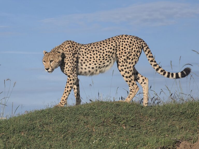 7 day Kenya safari game drive in the Masai Mara