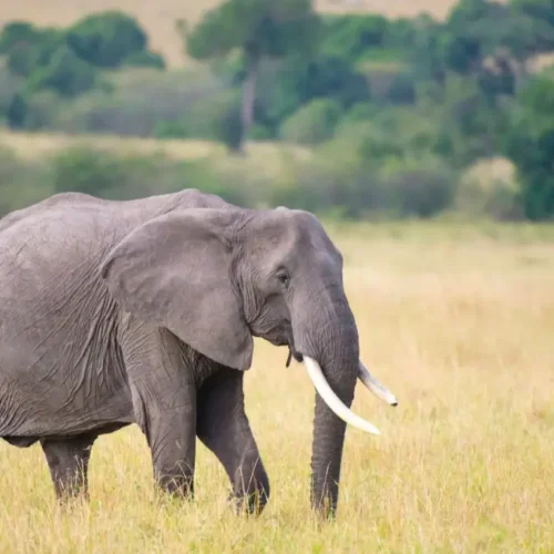 Amboseli safari