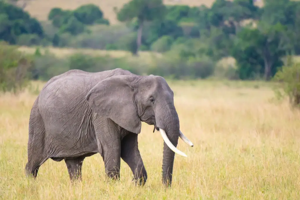 Amboseli safari