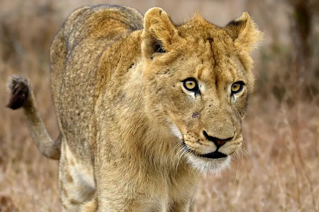 Taita Hills Wildlife Sanctuary