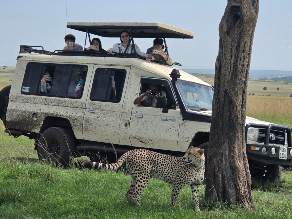 3 day maasai mara migration safari game drive