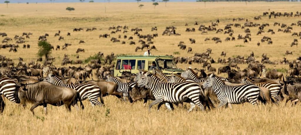 5 Day Kenya Migration Safari — wildebeest crossing Masai Mara