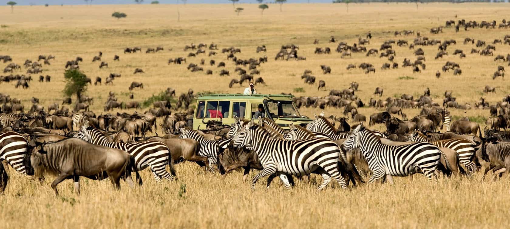 5 Day Kenya Migration Safari — wildebeest crossing Masai Mara