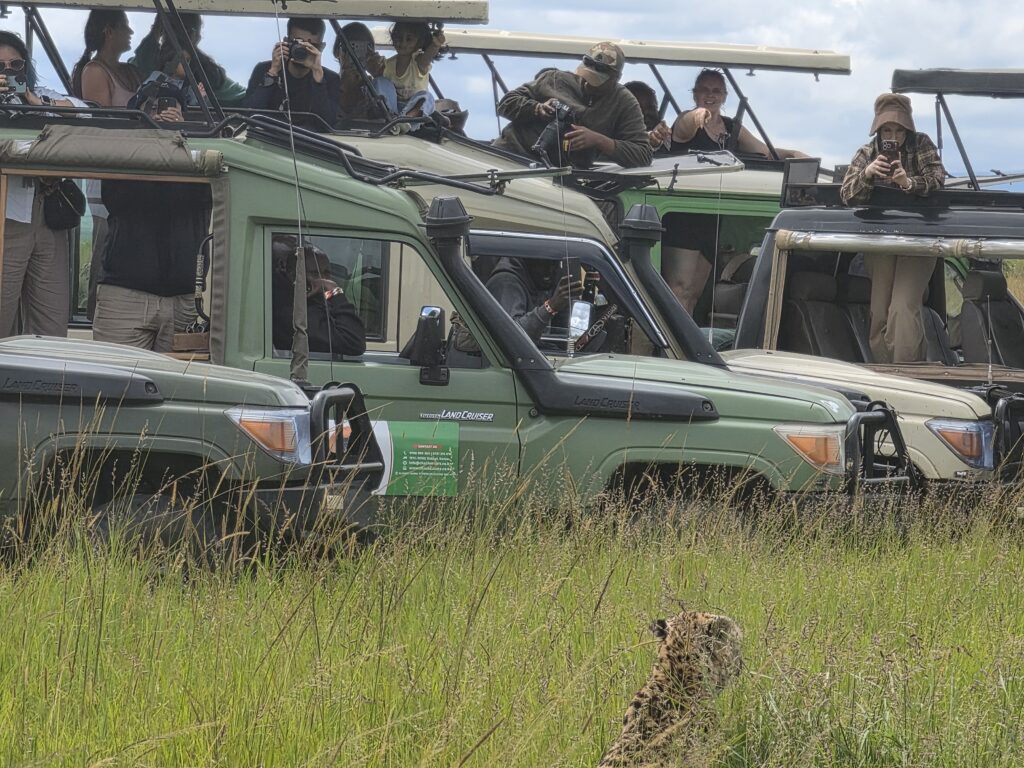 Maasai Mara vs Serengeti — game drive vehicles in the Mara