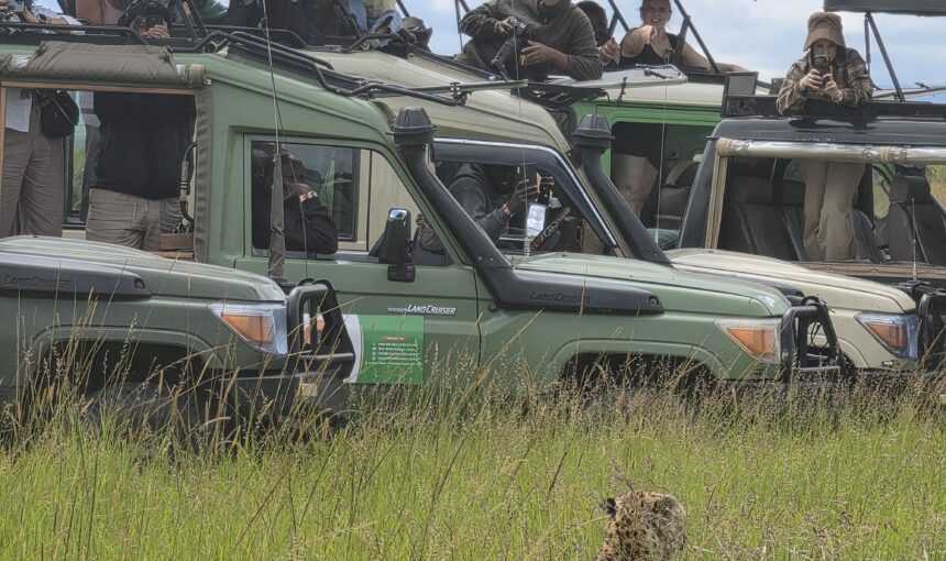 Mara River Crossings 2026: Best Time & Places to See Them