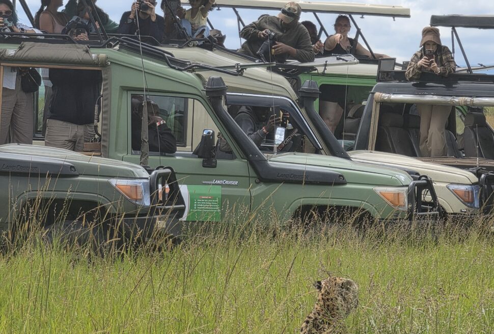 Maasai Mara vs Serengeti — game drive vehicles in the Mara