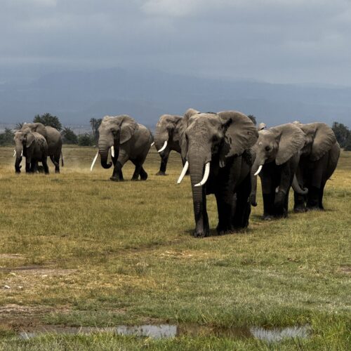 5 Day Amboseli Tsavo East Safari — elephants with Kilimanjaro backdrop