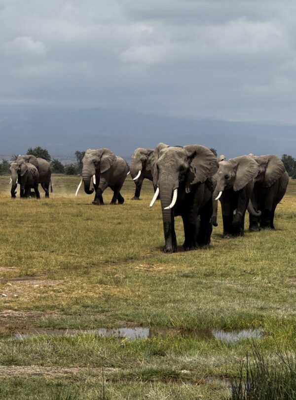 5 Day Amboseli Tsavo East Safari — elephants with Kilimanjaro backdrop