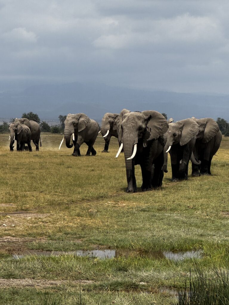 5 Day Amboseli Tsavo East Safari — elephants with Kilimanjaro backdrop