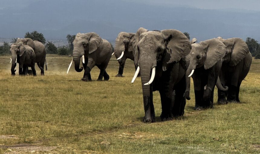 3-Day Amboseli Safari Itinerary: What to Expect Day by Day