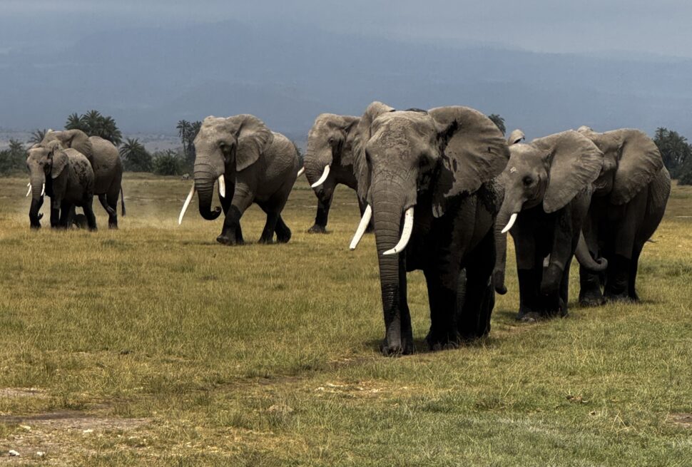 5 Day Amboseli Tsavo East Safari — elephants with Kilimanjaro backdrop
