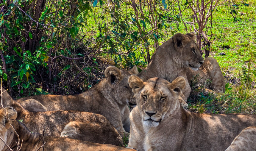 Maasai Mara or Serengeti: Which Should You Choose for Your Safari?
