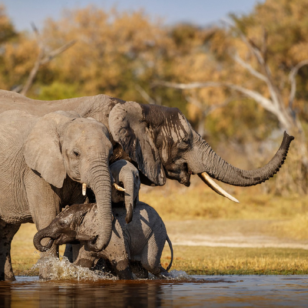 Elephants crossing Amboseli