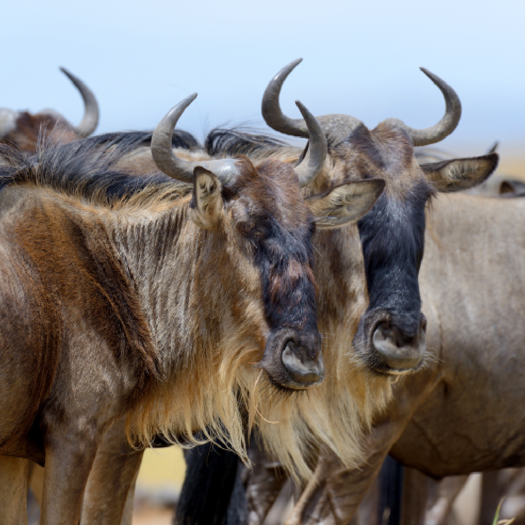 Great Migration Maasai Mara