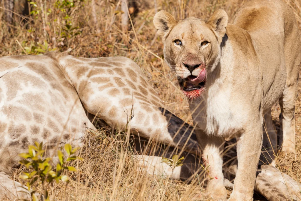 Lioness watching giraffe on the Kenyan savanna