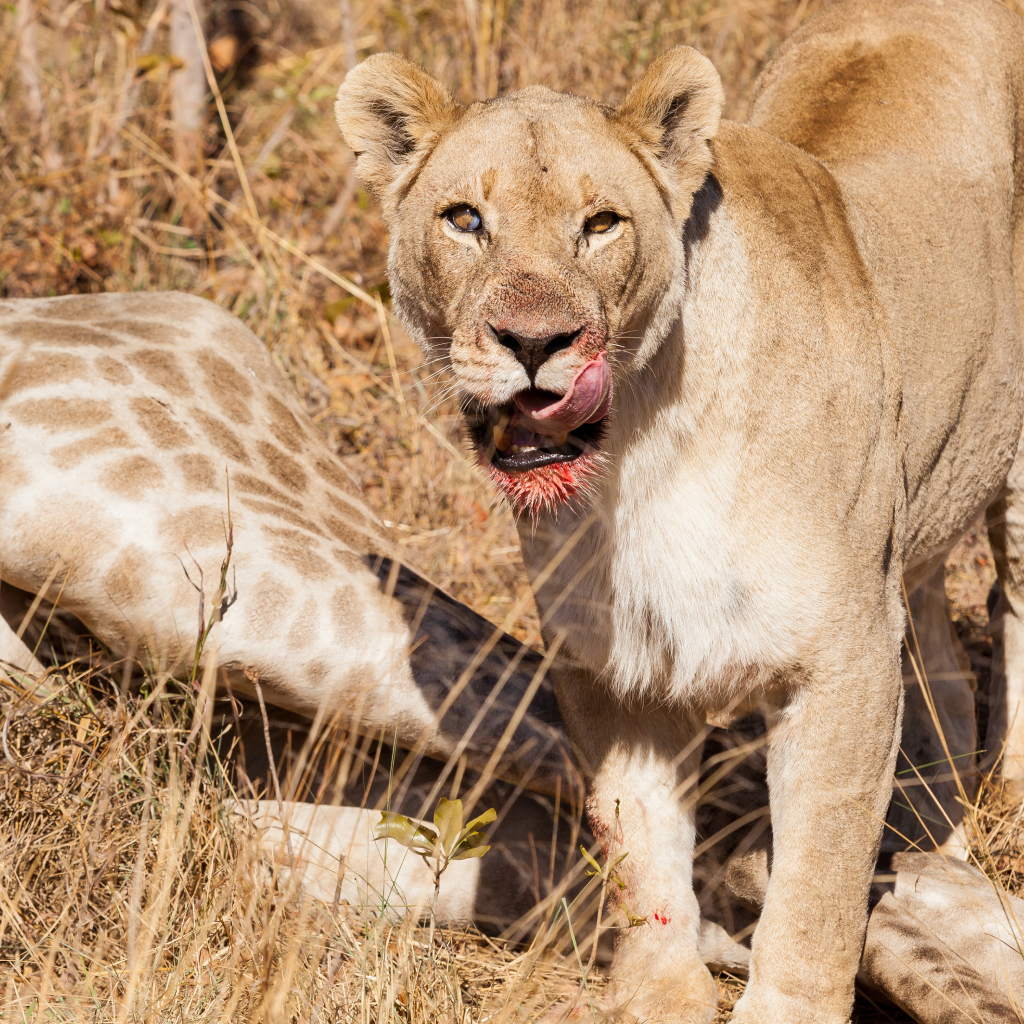 Big cats on game drive
