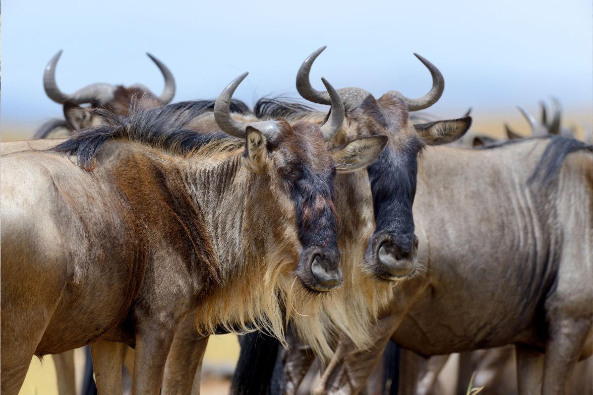Wildebeest herds of the Great Migration in the Maasai Mara